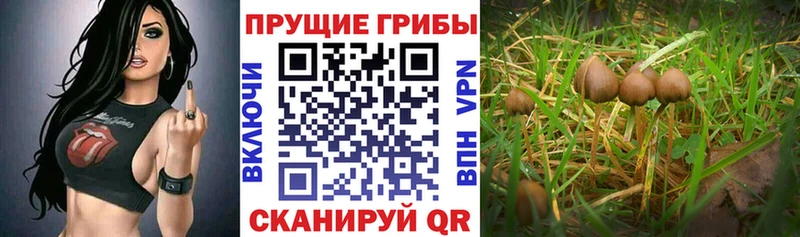 цена наркотик  Сусуман  Псилоцибиновые грибы Cubensis 